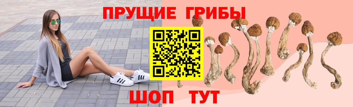 Псилоцибиновые грибы Cubensis Балтийск